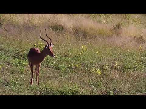 Djuma: Wildebeest herd and Impala rams - 08:03 - 04/01/21