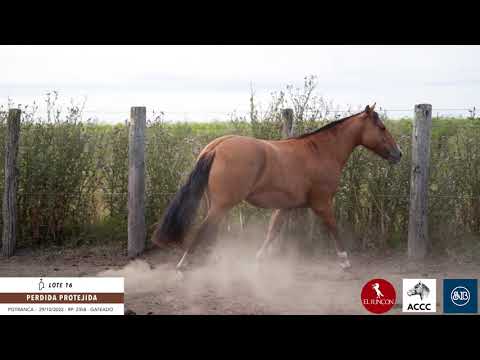 Lote 16 Perdida Protejida