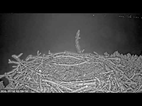 Tawny Owl Visits Osprey Nest 18/05/20