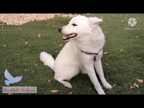 ANGEL THE CUTE AND ADORABLE NEIGHBORS DOG