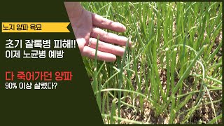 다 죽어가던 양파 육묘 비 피해, 잘록병에서 이겨냈다!!!