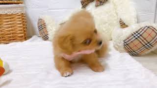 ハーフ犬の動画02