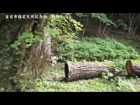 釜石市指定天然記念物「明神かつら」（釜石鵜住居復興スタジアム周辺観光案内）