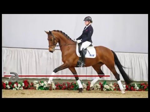 06 Vivienne  Stute v.  Vitalis - Friedenstraum I