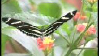 Butterfly by Jennifer MacMillan