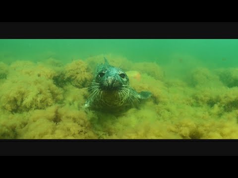 Discover Vilsandi National Park in Estonia