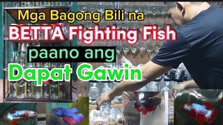 PAANO MAG ACCLIMATE NG BAGONG BILI NA ISDA / MAHALAGANG GAWIN PAG MAY BAGONG BILI NA ISDA