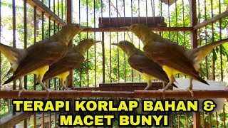 Download lagu KOLIBRI KELAPA TROTOL GACOR NGALAS BONGKAR ISIAN mp3 Download lagu KOLIBRI KELAPA TROTOL GACOR NGALAS BONGKAR ISIAN mp3
