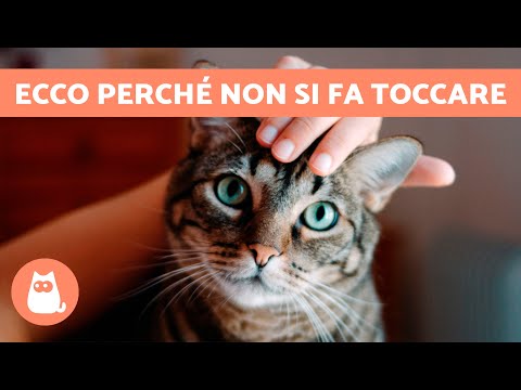 Why WON'T MY CAT LET ME TOUCH IT? 🐱 (6 Reasons)