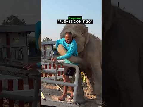 This elephant won't let him leave 🥺