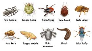 Download lagu The Most Dangerous and Horrifying Ectoparasites for Humans! mp3