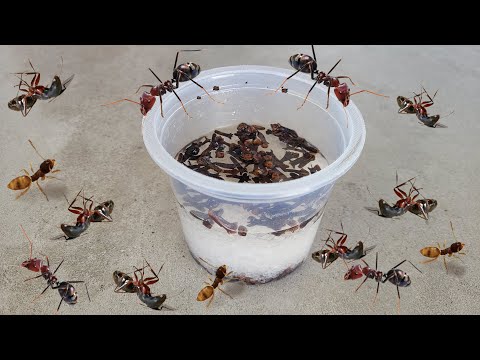 Para ELIMINAR TODAS AS FORMIGAS DA SUA CASA (só 1 aplicação)