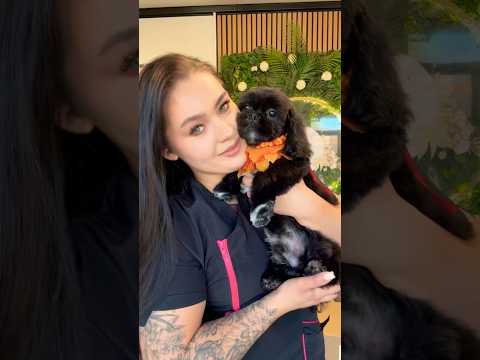 Wizyta adaptacyjna Shihtzu! #doggroomer  #shihtzu #puppy