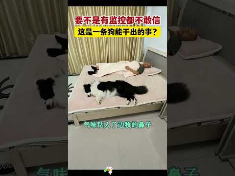 要不是有监控都不敢信，这是一条狗能干出的事？ #搞笑 #大熱門 #萌寵#看一遍笑一遍笑得肚子疼