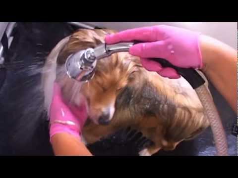 Pet Groomer - Try it for 5