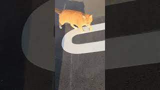野良猫との戯れ101 #野良猫