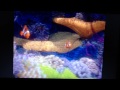 Finding Nemo Status Quo