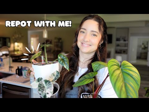 Variegated Alocasia & Philodendron | Transitioning to Lechuza Pon & Moss Pole Redo 🌿