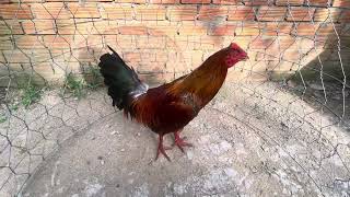 Vàng chân xanh 3kg  2tr5. @762.8383.34