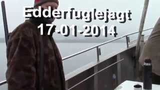 preview picture of video 'Edderfugle jagt i Lillebælt'