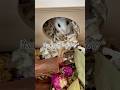 I’m your hammy, you listen to me - audio by Alice in Hamsterland (TikTok)