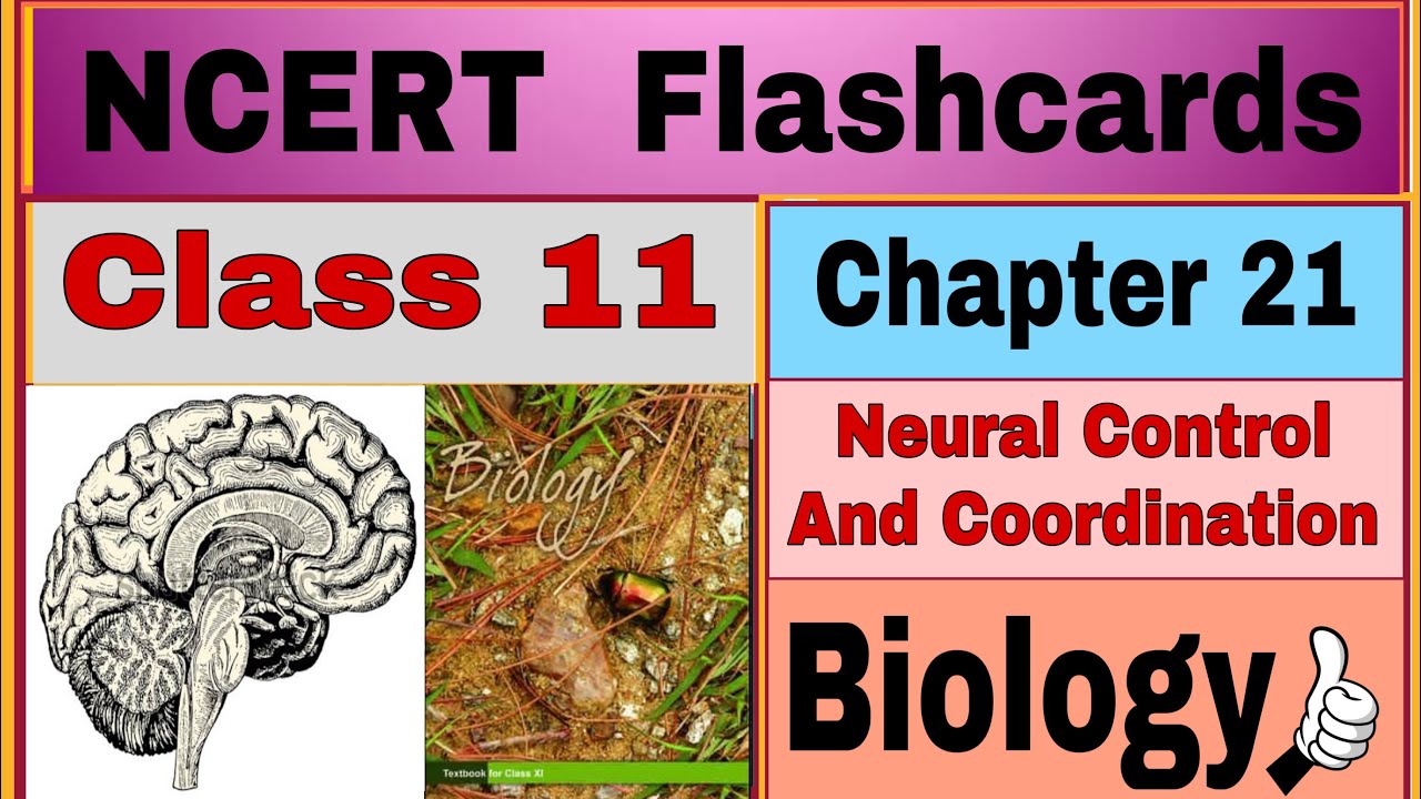NCERT …Flashcards…Chapter 21/ Neural Control And Coordination/ class 11 / Biology / by Neerja