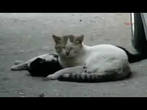 Cat tries to revive dead friend