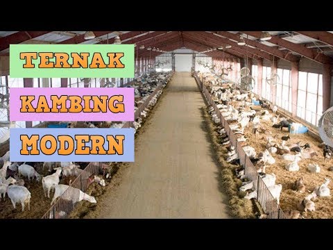 Meningkatkan potensi makanan Untuk potensi setelah serangan jantung