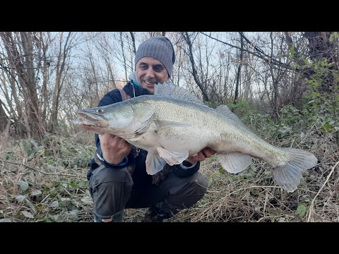 Monster Zander on Velika Morava in the last spinning session of 2022-Milovan Antunovic-Smudj 10 kg