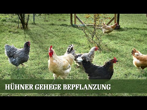 Hühner Freigehege Bepflanzung - Welche Arten eignen sich für Hühnergehege?