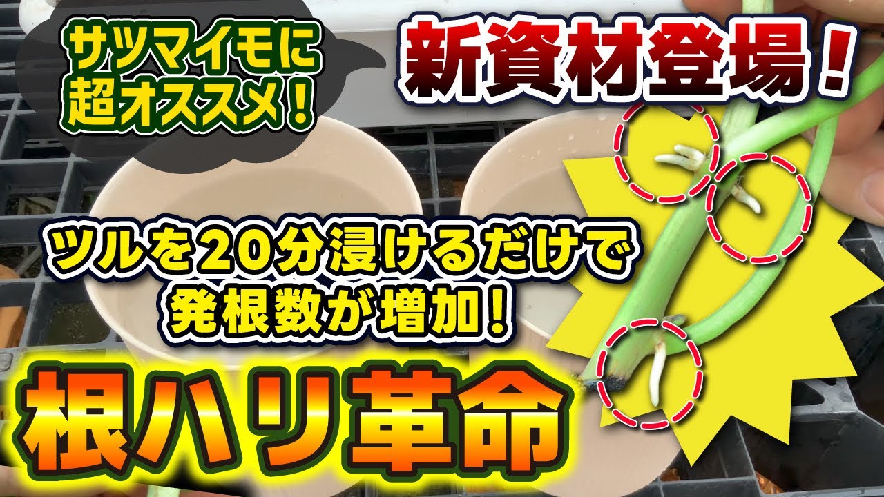 根量強化で収量アップ！　サツマイモの苗をドブ付けするだけで、根ハリを向上する資材が新発売されます。　たたねのハシモトミヤ