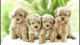 Video preview image #1 Poodle (Toy) Puppy For Sale in PARADISE, PA, USA