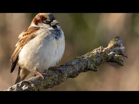 aiguamolls de l'emporda