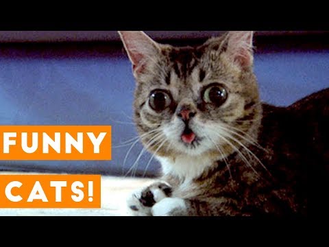 funny_cat_kid_videos Mp4 3GP Video & Mp3 Download unlimited Videos Download  