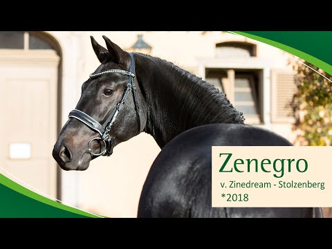 ZENEGRO v. Zinedream - Stolzenberg