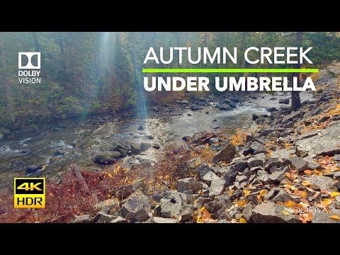 4K (HDR) Relaxing Autumn Forest Creek Sun Rays & Rain Sounds Under Umbrella