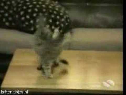 Grappige filmpjes humor kaarten, Funny cats hilarious funny humor funny cats