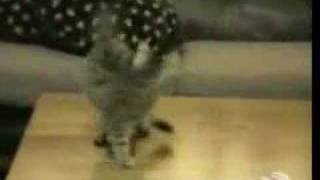 Funny cats hilarious funny humor