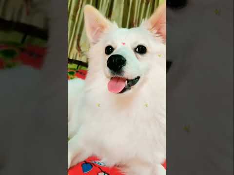 frooti 😘😘#shorts #dogs