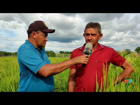 Plantaçăo de arroz vermelho em Santana dos Garrotes.  #paraiba # #plantaçao #arroz #agricultura