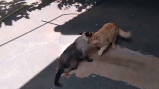 tico e Gaspar agora é pravale