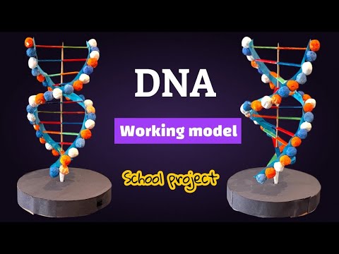 🧬 DIY DNA Model Using Popsicle Sticks & Clay Balls | Easy Science Project for School