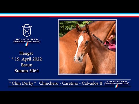 Holsteiner Fohlenauktion @CSI Hof Waterkant | Nr. 06 Chin Derby