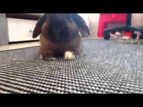 Kaninen pjuske parre