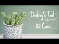 How To Care For Donkey S Tail Succulent Sedum Burrito 101 Care