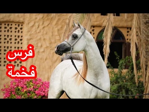 سلوى البداير الحصان العربي Salwa al bidayer