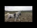 EQUINE FALLS FAILS 2017