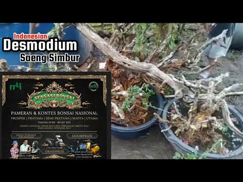 Bonsai Contest Bali 2023 @therisingofroninbonsai #viral #videos