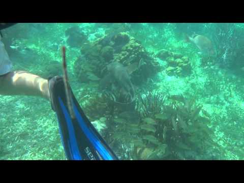 Girls snorkeling with sharks in Hol Chan Marine Reserve Belize