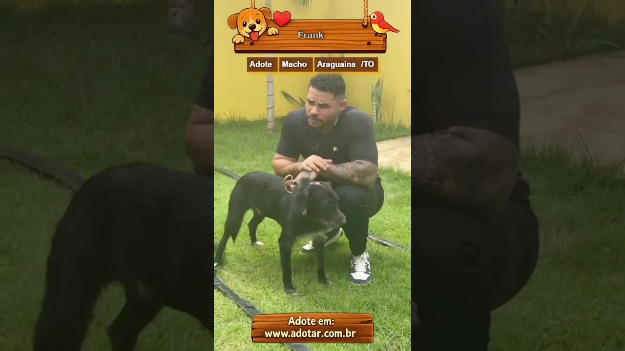 Cachorro raça SRD-ViraLata idade 1 ano nome Frank